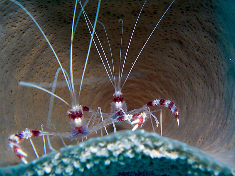 Coral Banded Shrimp