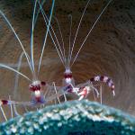 Coral Banded Shrimp