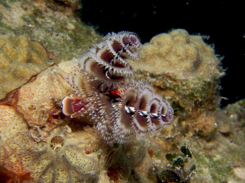 Christmas Tree Worms