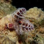 Christmas Tree Worms