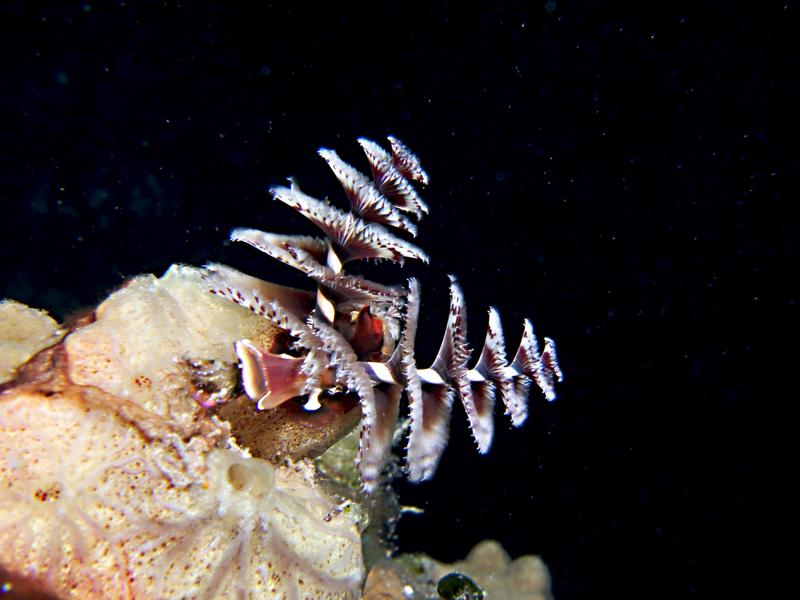 Christmas Tree Worms