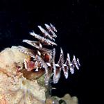 Christmas Tree Worms