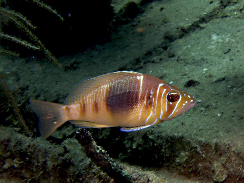 Barred Hamlet