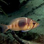 Barred Hamlet