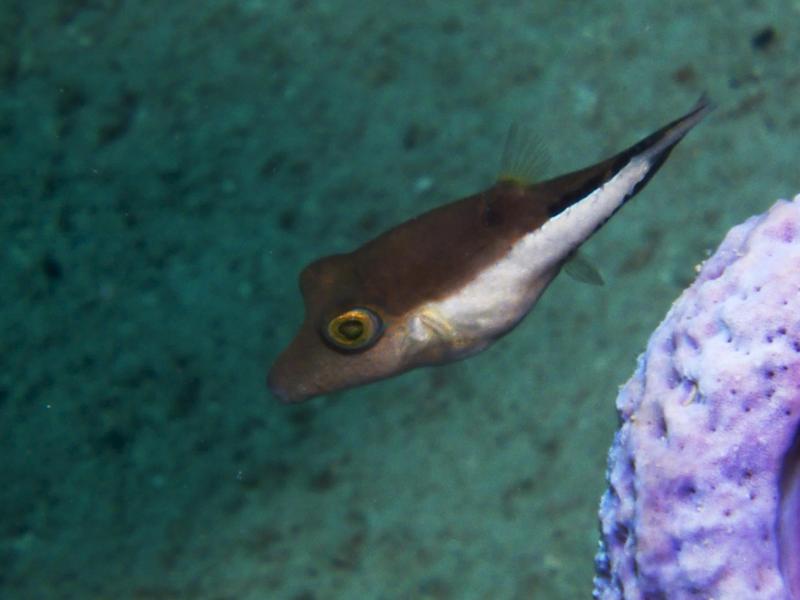 Sharpnose Puffer