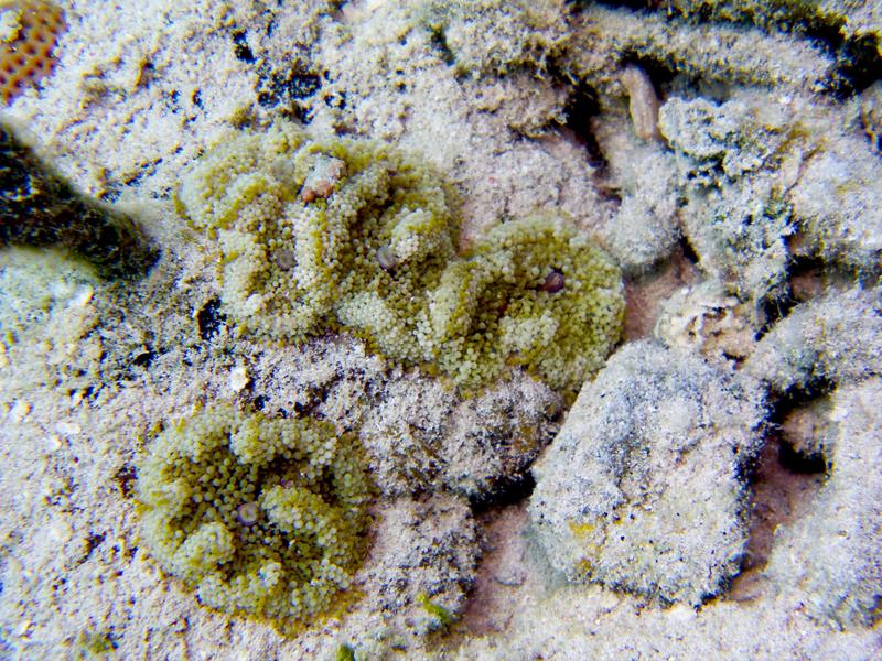 Carpet Anemone