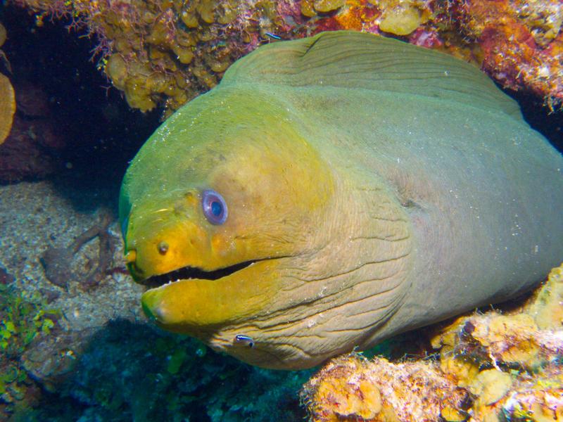 Green Moray