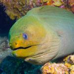 Green Moray