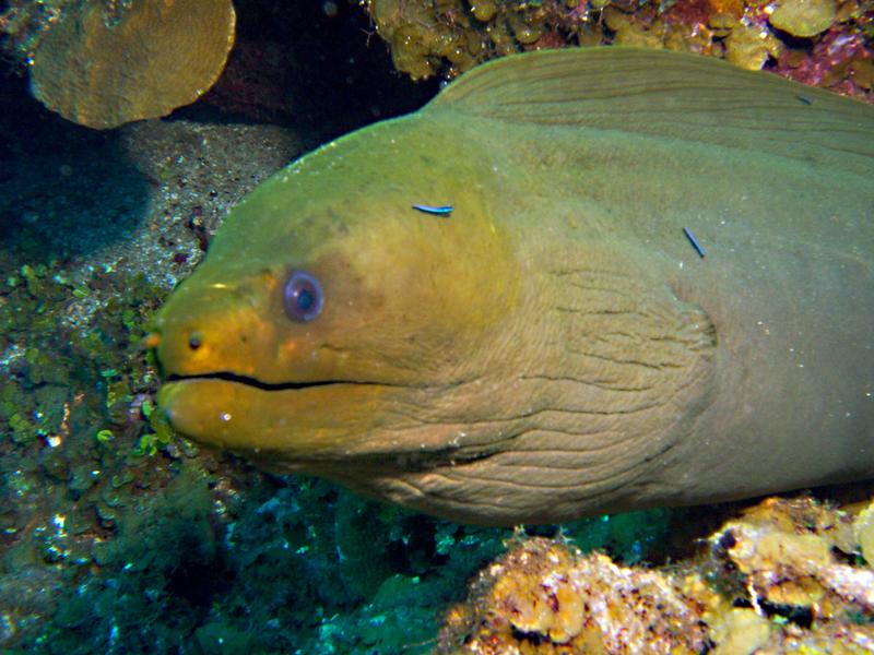 Green Moray