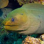 Green Moray