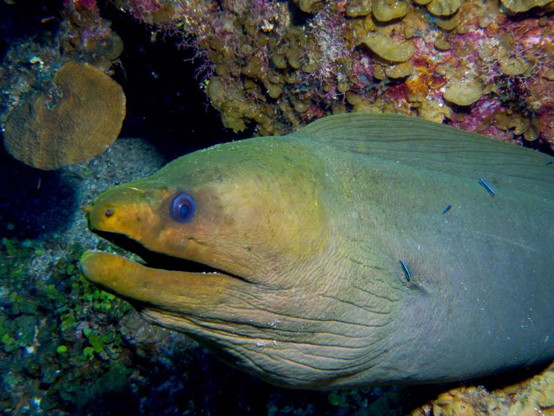 Green Moray