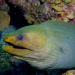 Green Moray