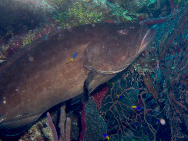 Black Grouper...horrible pic but we rarely see them this big.