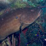 Black Grouper...horrible pic but we rarely see them this big.