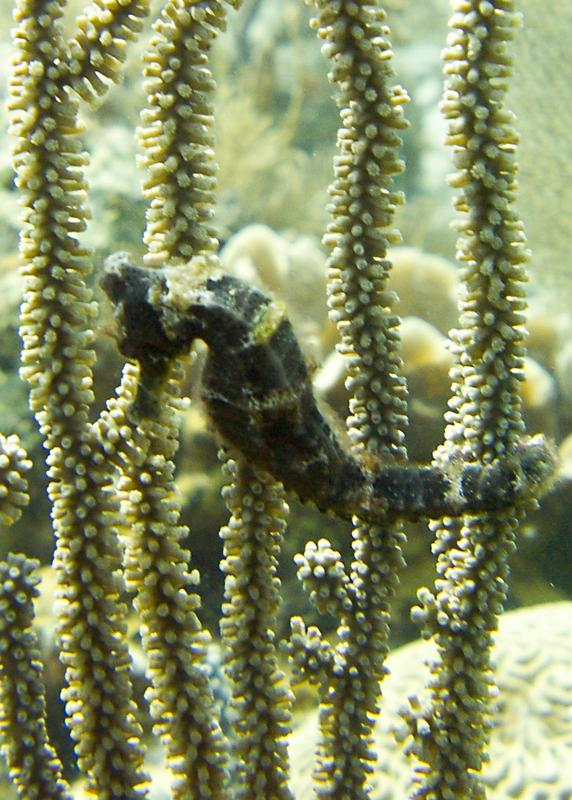 Brown Longsnout Seahorse