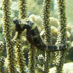 Brown Longsnout Seahorse