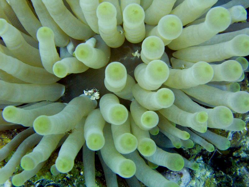 Giant Anemone