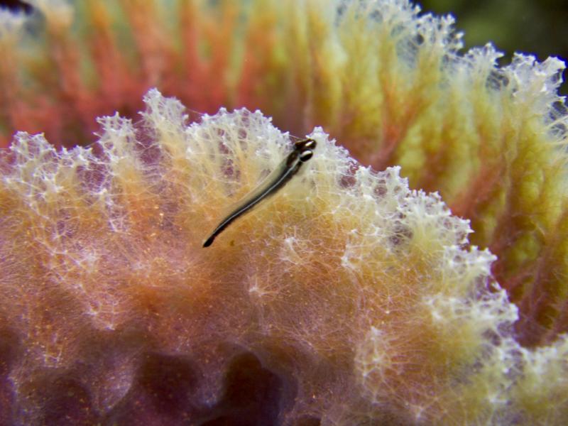 Goby on Vase Sponge