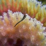 Goby on Vase Sponge