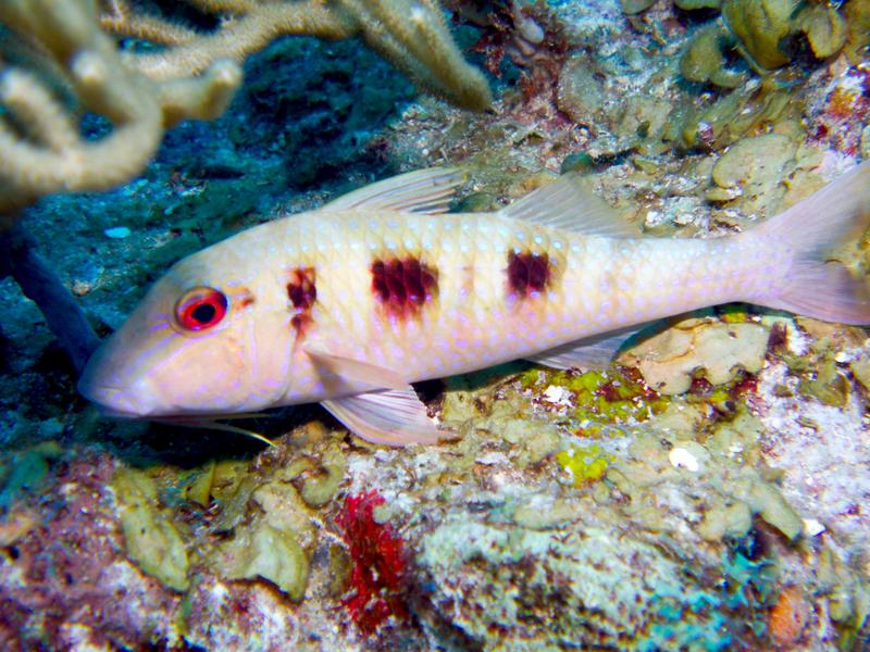 Goatfish