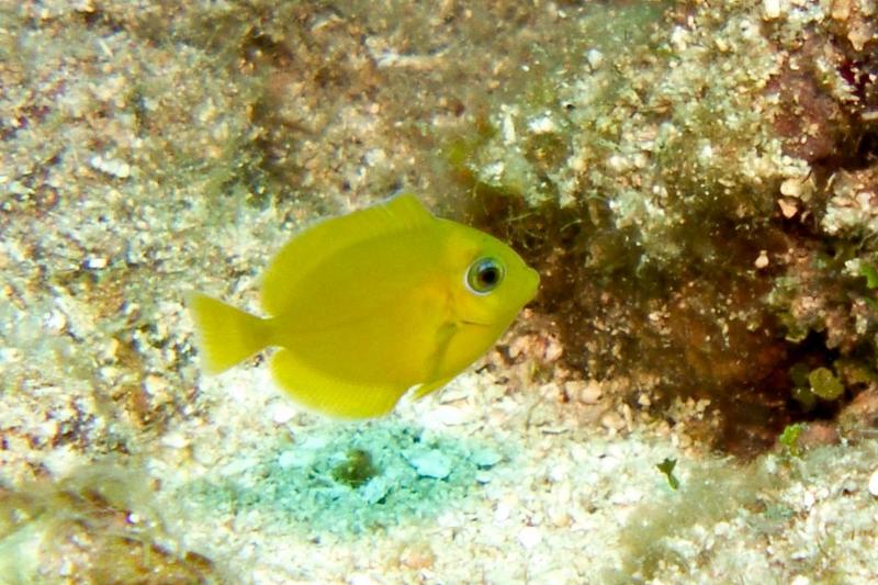 Juvenile Blue Tang