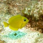 Juvenile Blue Tang