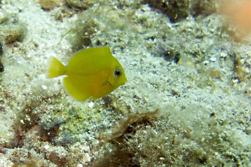 Juvenile Blue Tang