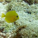 Juvenile Blue Tang