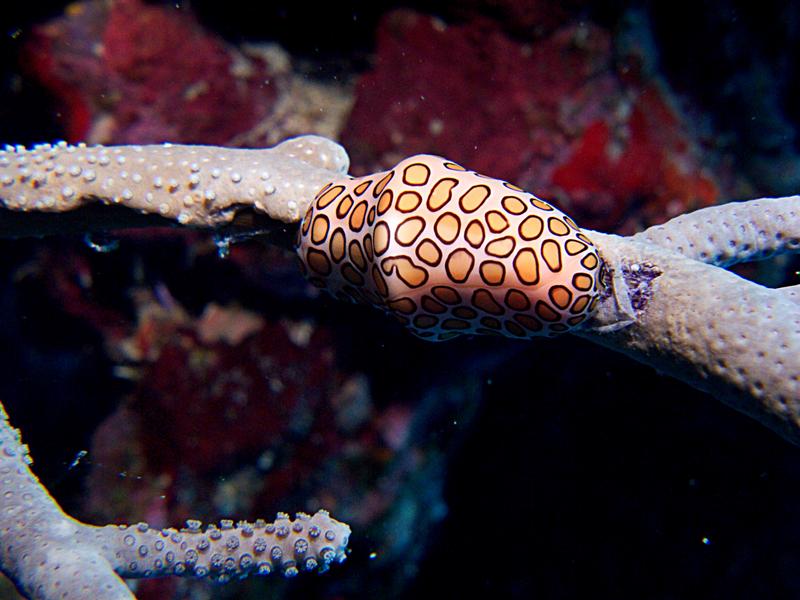 Flamingo Tongue