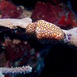 Flamingo Tongue