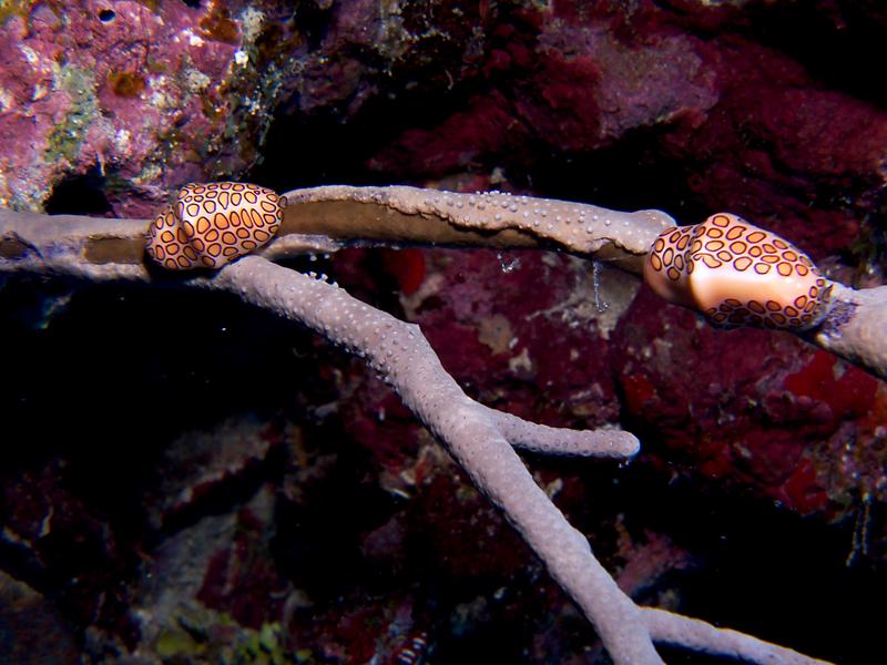 Flamingo Tongue