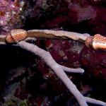 Flamingo Tongue