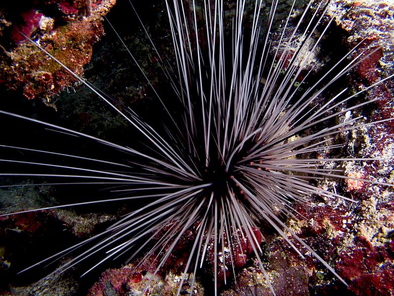 Longspinned Sea Urchin