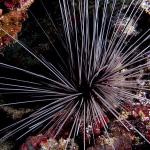Longspinned Sea Urchin