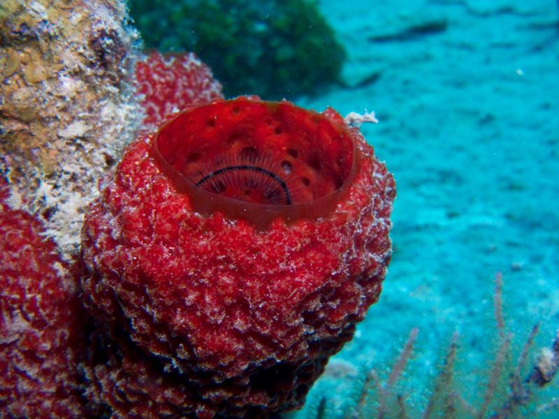 Strawberry Vase Sponge