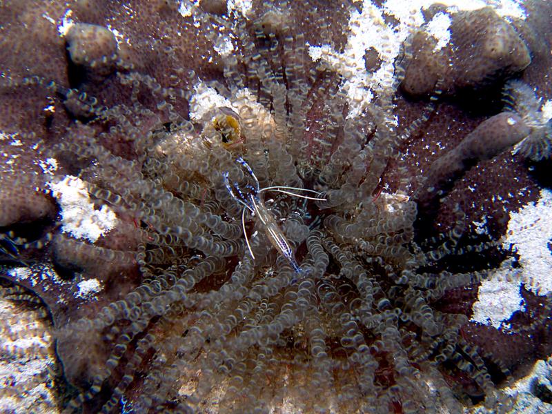 Corkscrew Anemone with Pederson Cleaning Shrimp