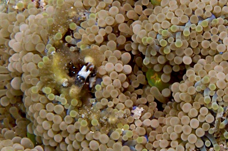 Banded Clinging Crab