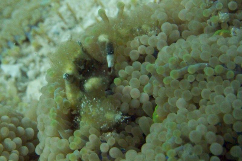 Banded Clinging Crab