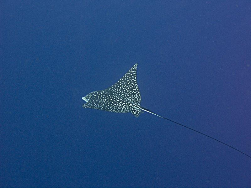 P5262024Eagle-Ray.jpg