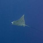 P5262024Eagle-Ray.jpg