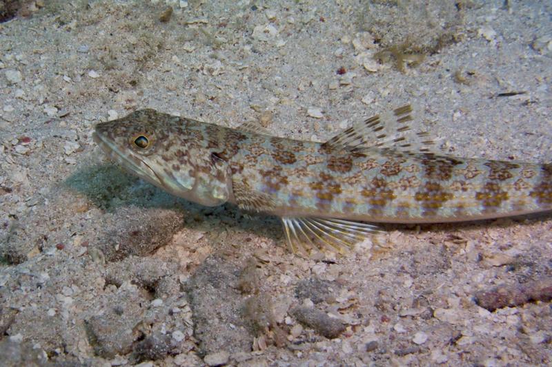 P5262199Lizardfish.jpg