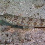 P5262199Lizardfish.jpg