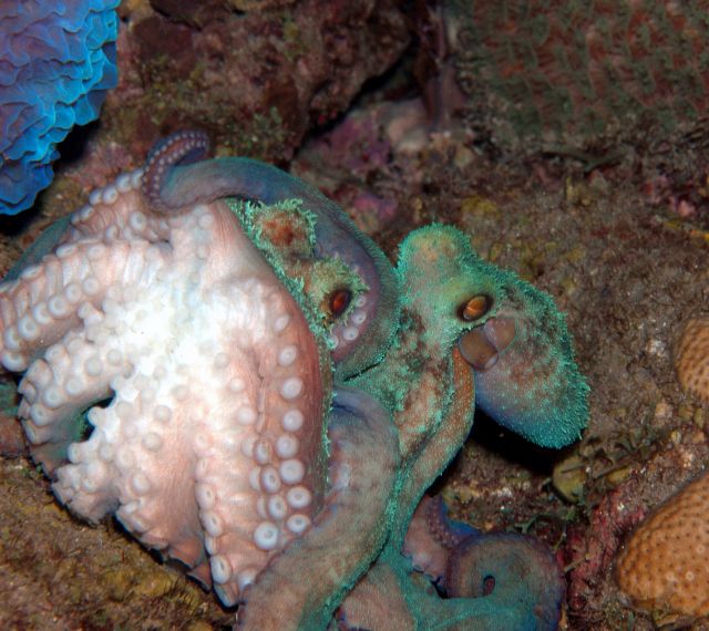 Octopus4.jpg