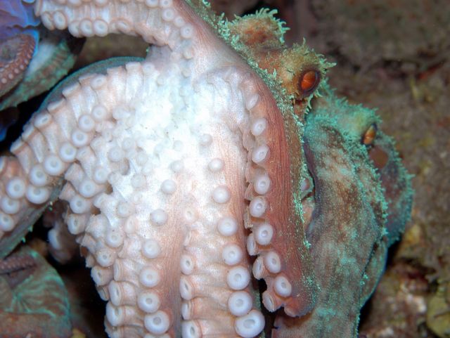 Octopus5.jpg