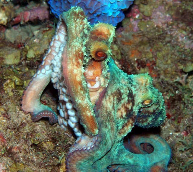 Octopus6.jpg