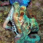 Octopus6.jpg