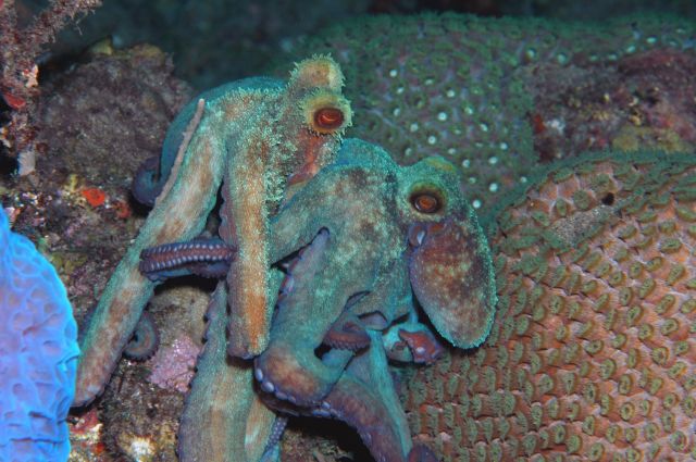 Octopus7.jpg