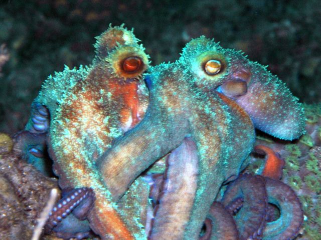 Octopus8.jpg