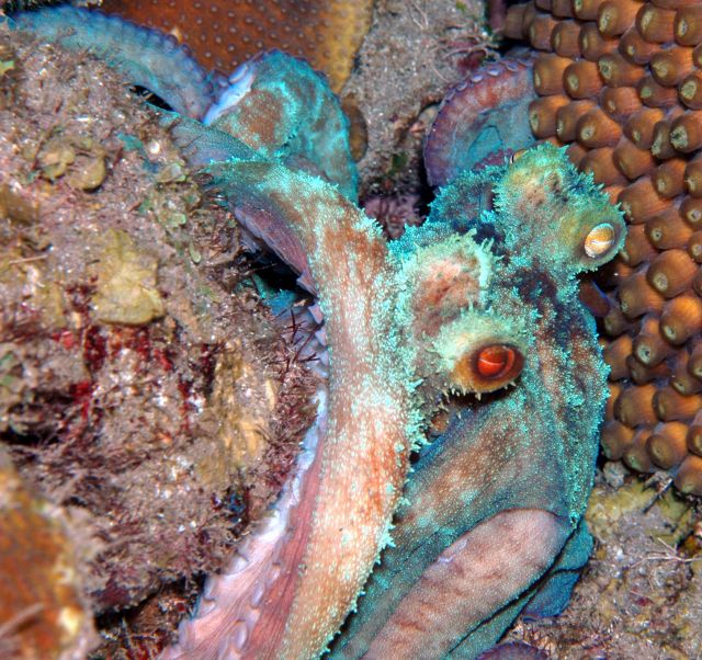 Octopus9.jpg