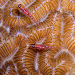 Masked Glassed Gobies